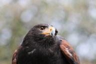 raptor-milan-bird-bird-of-prey-595711.jpg