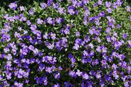 blue-pillow-blue-flowers-blue-bloom-724260.jpg