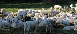 pasture-flock-of-sheep-flock-sheep-452986.jpg