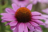 purple-coneflower-flower-blossom-1553975.jpg