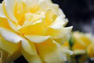 Yellow rose flower petals.jpg