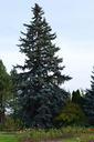 tree-spruce-evergreen-fir-pine-199185.jpg