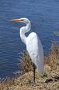 egret-great-white-bird-nature-1645423.jpg