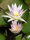 lily-water-lily-nymphaeaceae-flower-790275.jpg