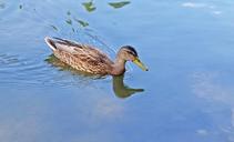 mallard-duck-water-bird-swimming-1131374.jpg