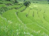 nepal-annapurna-trekking-grass-978352.jpg