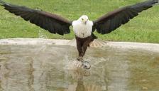 adler-raptor-animal-close-bird-117266.jpg