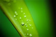 droplets-water-drop-rain-tear-195838.jpg