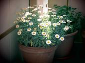 flowerpot-bucket-balcony-958173.jpg