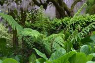 ferns-forest-bu%C3%A7aco-328719.jpg