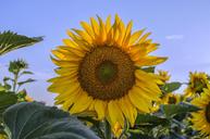 sunflower-summer-sunshine-1599131.jpg