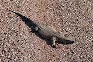 iguana-saurian-namibia-desert-49833.jpg