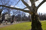 new-york-central-park-nature-tree-742969.jpg