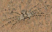 spiders-araneae-philodromus-695146.jpg