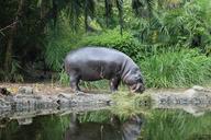 hippo-zoo-animal-597150.jpg