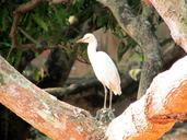 egret-dharwad-india-bird-fly-248012.jpg