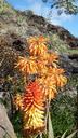 cactus-flower-orange-red-aloe-vera-676709.jpg