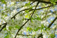 cherry-blossoms-flowers-white-tree-324547.jpg