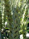 wheat-field-agriculture-wheat-field-1146376.jpg