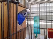 birds-cage-parrots-parrot-in-cage-816893.jpg