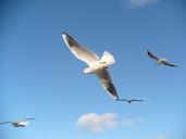 seagulls-birds-flying-seagull-877745.jpg