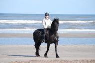 horse-reiter-beach-sea-north-sea-845203.jpg