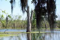 swamp-water-trees-green-park-109228.jpg