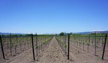 napa-valley-vineyards-california-856043.jpg