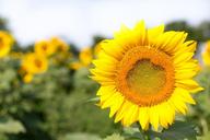 sunflowers-bloom-yellow-flowers-554103.jpg