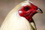 rooster-head-poultry-bird-chicken-303090.jpg