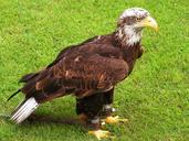 bald-eagle-cub-bird-predator-eagle-563534.jpg