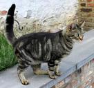 cat-tabby-feline-kitty-cute-699728.jpg