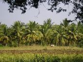 coconut-trees-india-thanjavur-140699.jpg