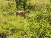 lion-nature-wildlife-africa-safari-386154.jpg