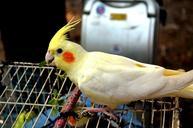 animals-bird-birds-cockatoo-parrot-216726.jpg