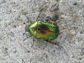 goldsmith-beetle-metallic-green-552073.jpg