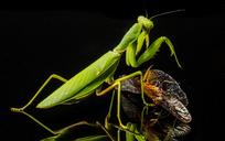 praying-mantis-fishing-locust-221010.jpg