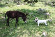 donkey-animal-mammal-rural-italy-86950.jpg