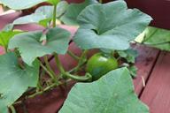 Growing-pumpkins-in-organic-vegetable-garden.jpg