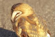 449_-_BARN_OWL_(7-03_10)_los_osos,_slo_co,_ca.jpg