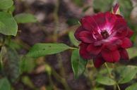 red-rose-nature-flower-floral-547501.jpg