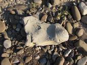 stone-horse-pebbles-beach-1372061.jpg