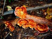 fungi-growth-red-orange-fungus-389029.jpg