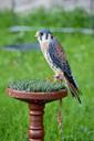 falcon-bird-raptor-perched-220083.jpg