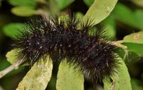 caterpillar-furry-caterpillar-1572858.jpg