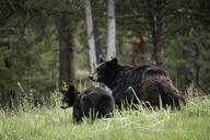 Black_bear_sow_with_cub,_Tower_Fall.jpg