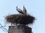 animals-birds-nature-storks-363303.jpg