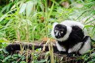 lemur-black-white-ruffed-portrait-949394.jpg