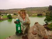 monkey-lollipop-water-bottle-badami-248015.jpg