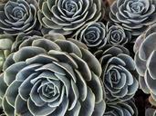 desert-plant-cactus-gross-green-426859.jpg